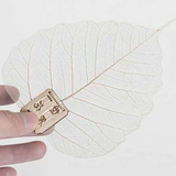 feuille de bodhi